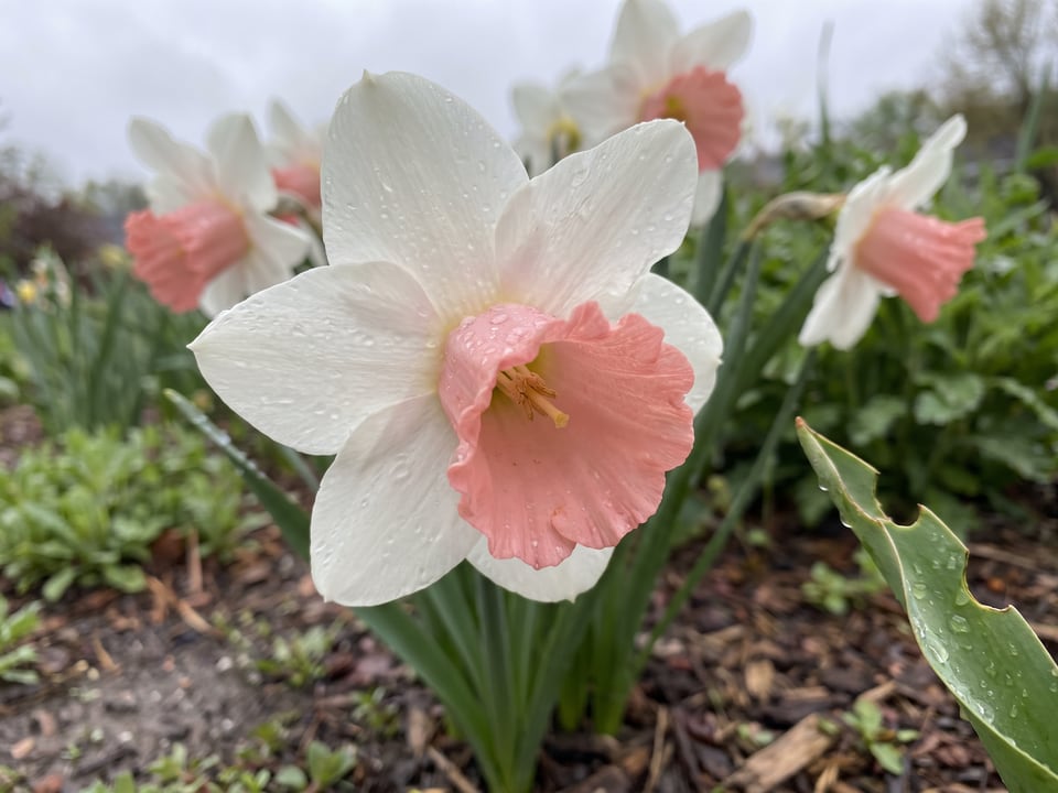 A Pink Silk daffodil flower up close on the plant