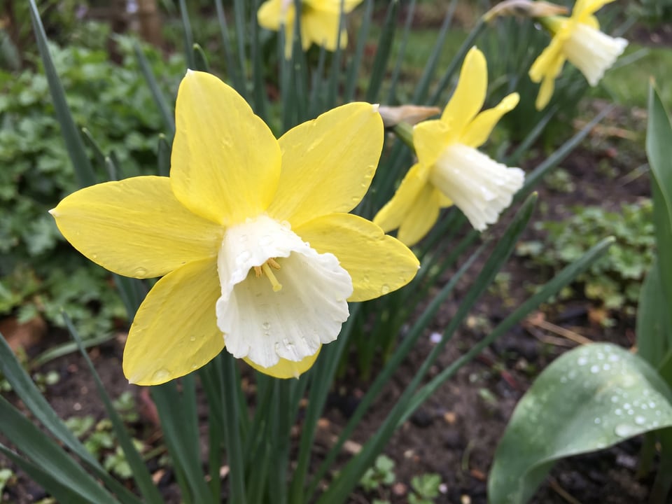 A Pipit daffodil flower up close on the plant