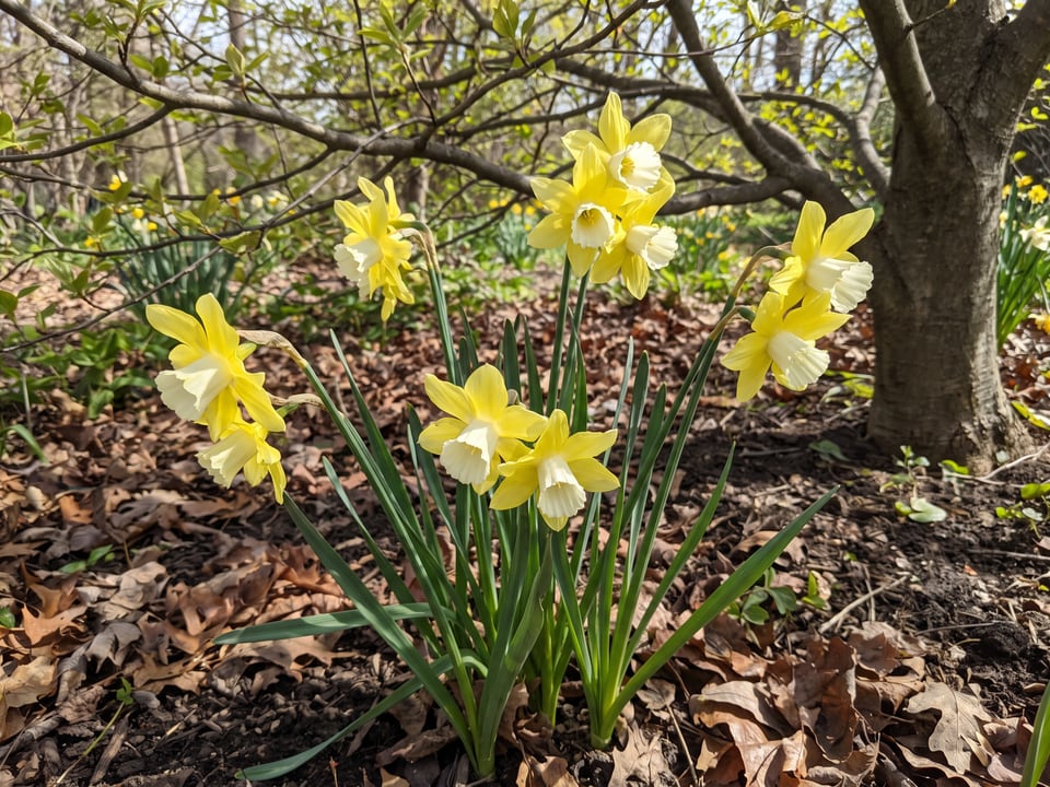 Pipit daffodil plants in bloom in a garden