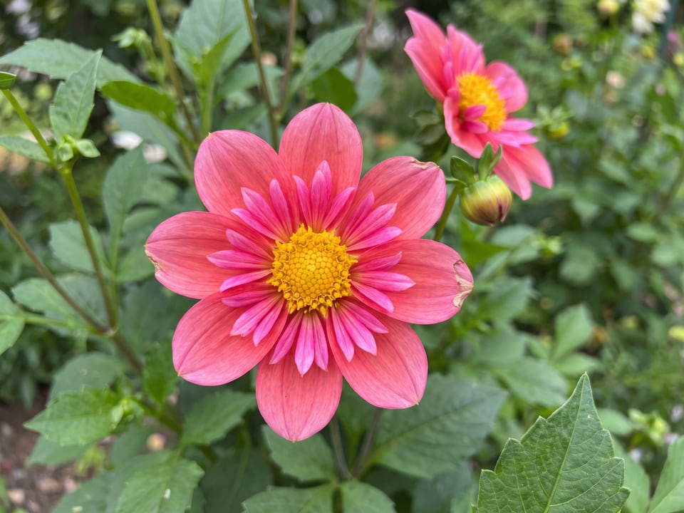 A Pipsqueak dahlia flower up close on the plant