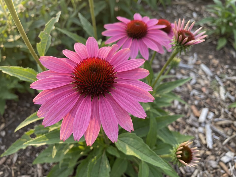 A Pixie Meadowbrite coneflower flower up close on the plant
