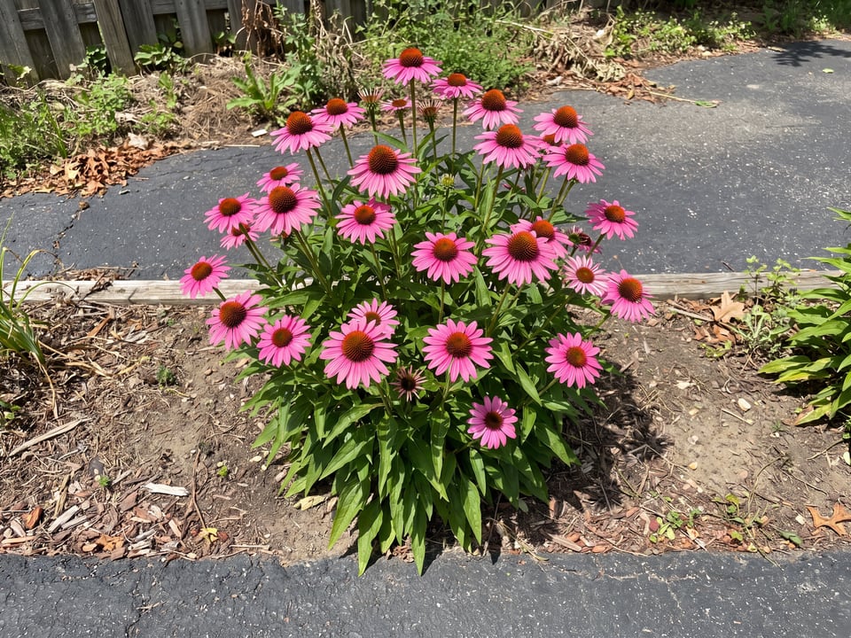 Pixie Meadowbrite coneflower plants in bloom in a garden