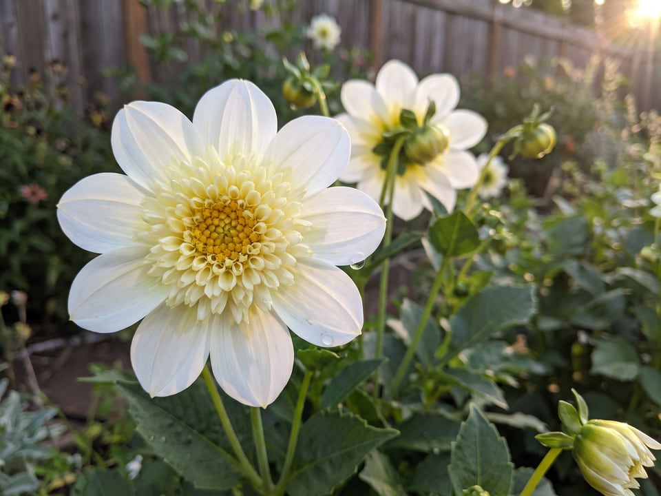 A Platinum Blonde dahlia flower up close on the plant