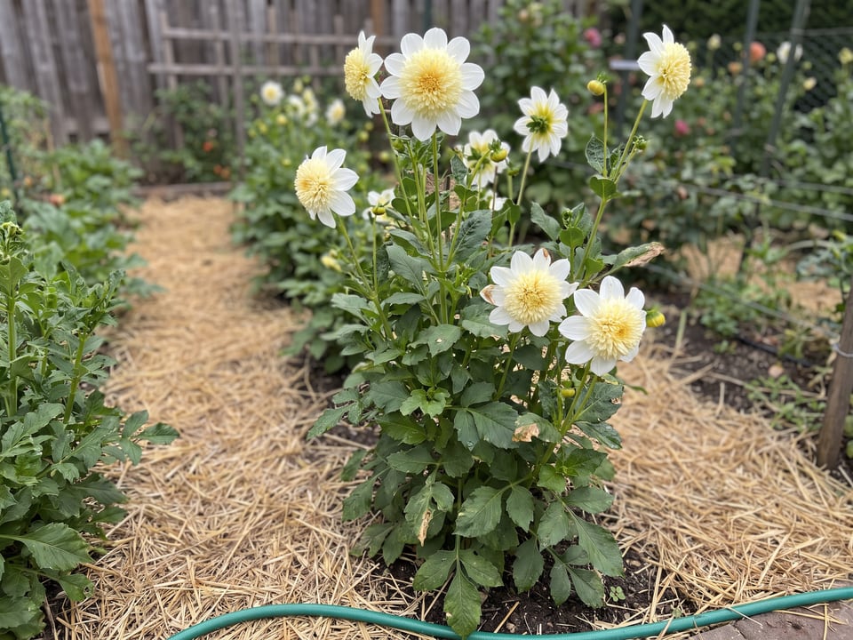 Platinum Blonde dahlia plants in bloom in a garden