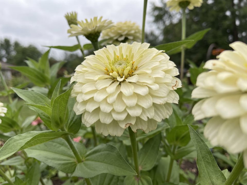 A Polar Bear zinnia flower up close on the plant