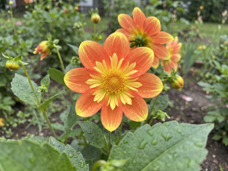 A Pooh dahlia flower up close on the plant