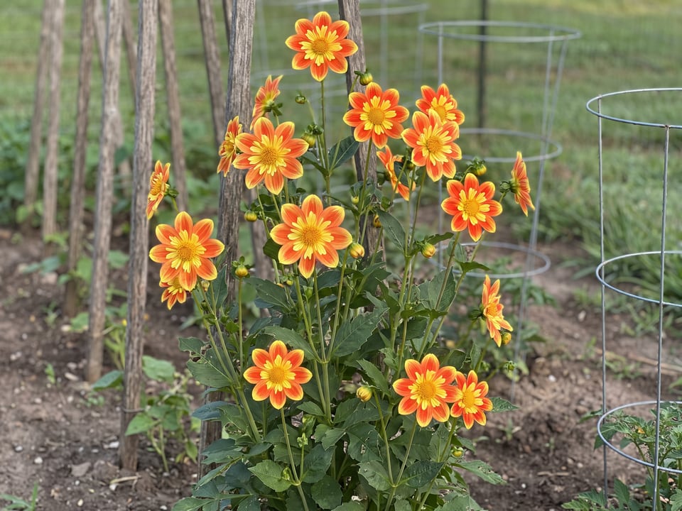 Pooh dahlia plants in bloom in a garden
