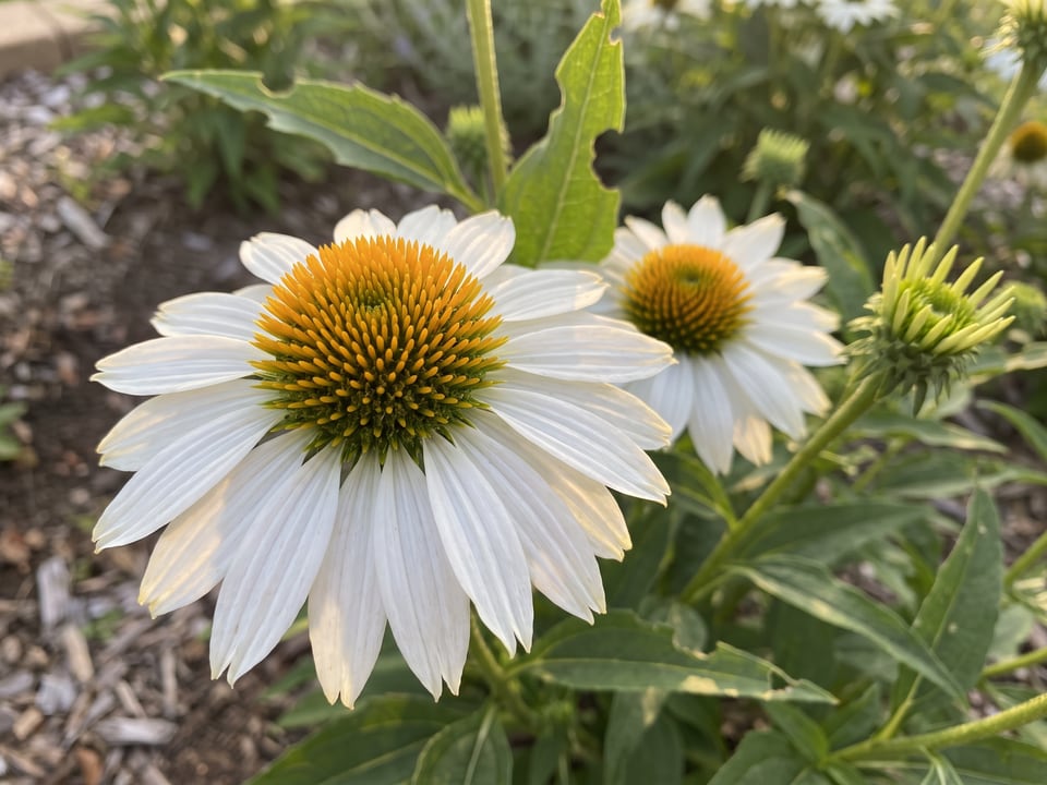A PowWow White coneflower flower up close on the plant