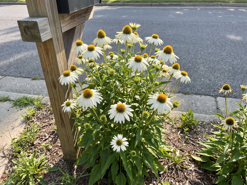 PowWow White coneflower plants in bloom in a garden