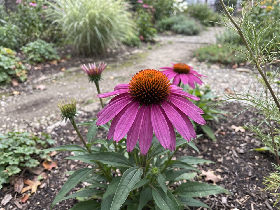 A PowWow Wild Berry coneflower flower up close on the plant