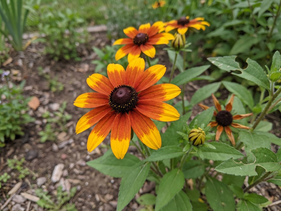 A Prairie Glow black-eyed Susan flower up close on the plant