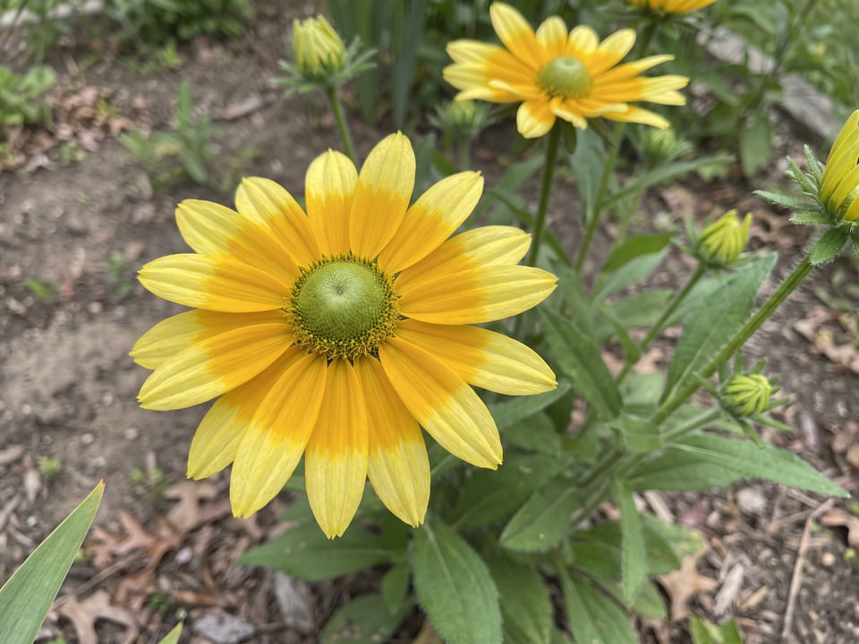 A Prairie Sun black-eyed Susan flower up close on the plant