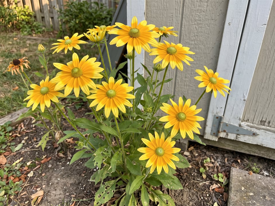 Prairie Sun black-eyed Susan plants in bloom in a garden