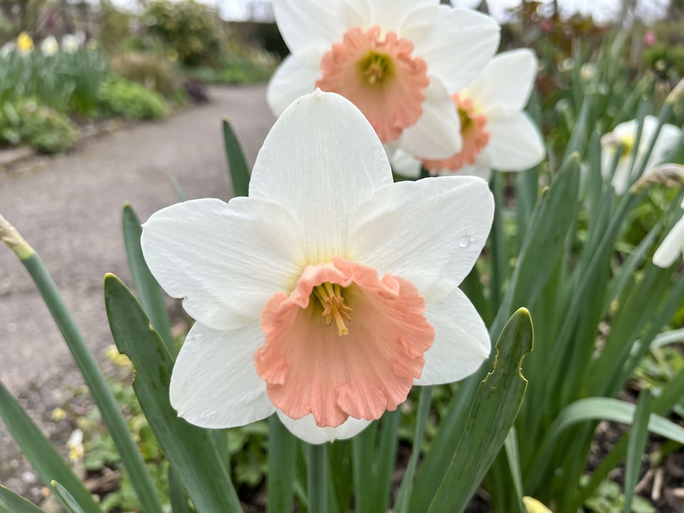 A Precocious daffodil flower up close on the plant