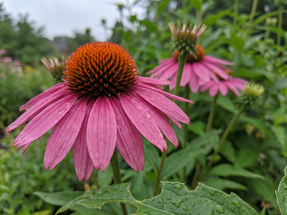 A Primadonna Deep Rose coneflower flower up close on the plant