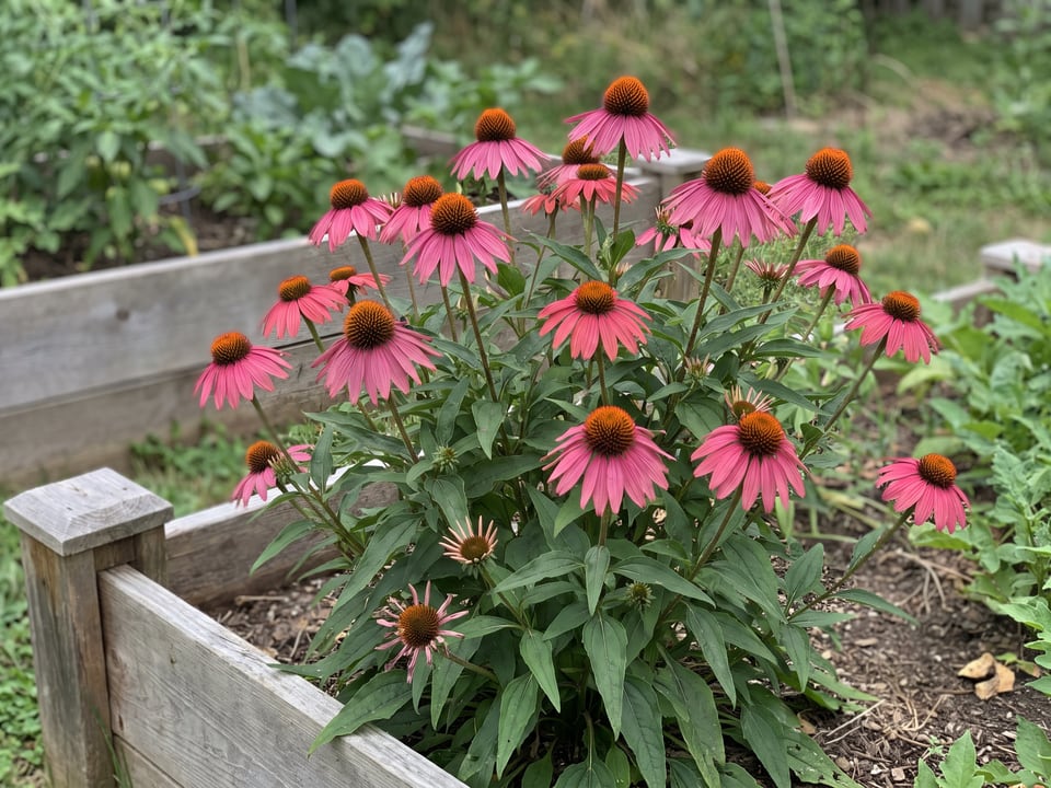Primadonna Deep Rose coneflower plants in bloom in a garden