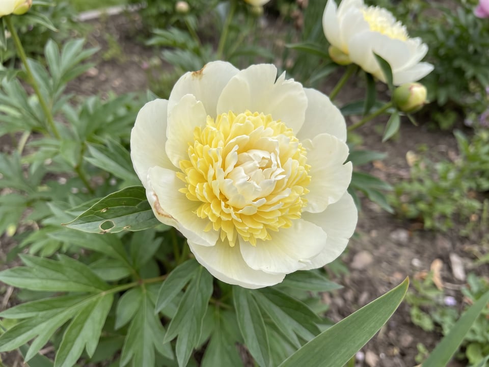 A Primevère peony flower up close on the plant