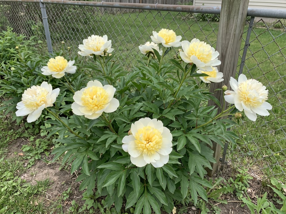 Primevère peony plants in bloom in a garden