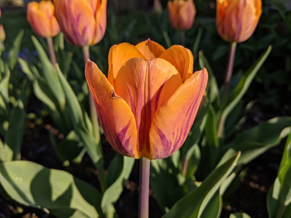 A Princess Irene tulip flower up close on the plant