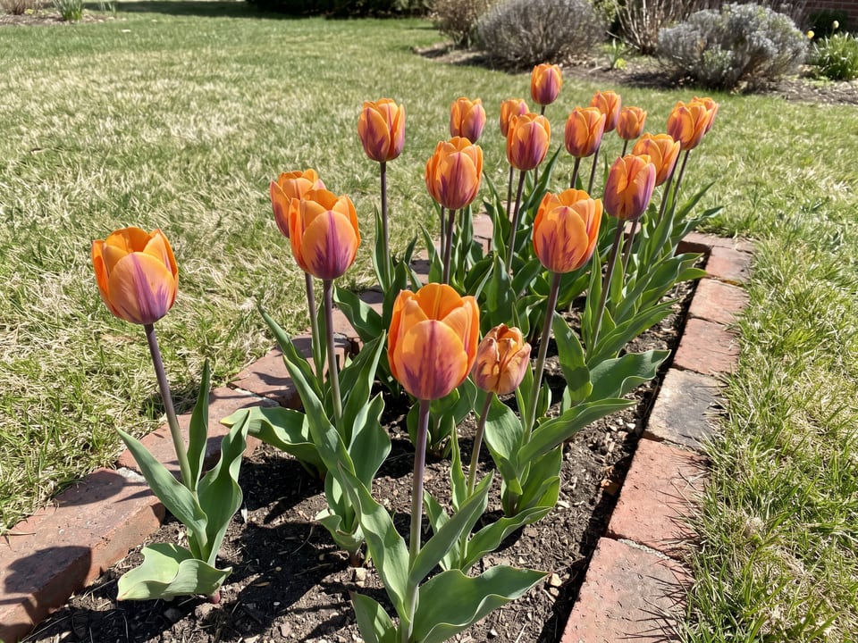 Princess Irene tulip plants in bloom in a garden