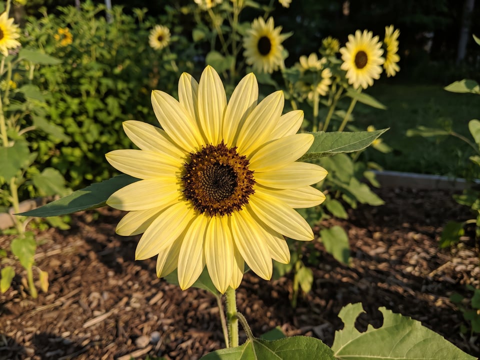 A ProCut Lemon Lite sunflower flower up close on the plant