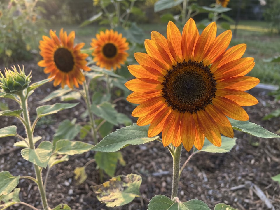 A ProCut Orange DMR sunflower flower up close on the plant
