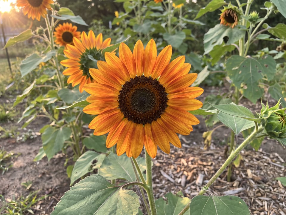 A ProCut Orange Excel sunflower flower up close on the plant