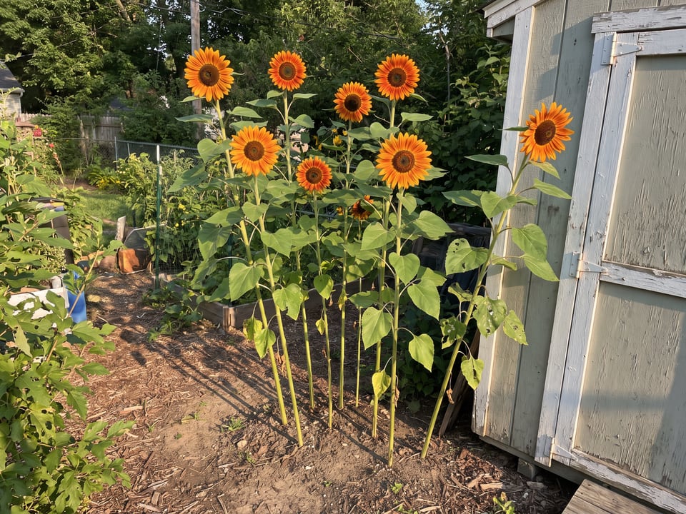 ProCut Orange Excel sunflower plants in bloom in a garden