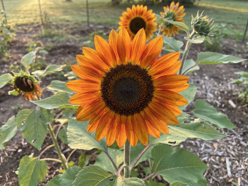 A ProCut Orange sunflower flower up close on the plant