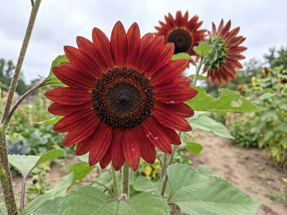 A ProCut Red sunflower flower up close on the plant