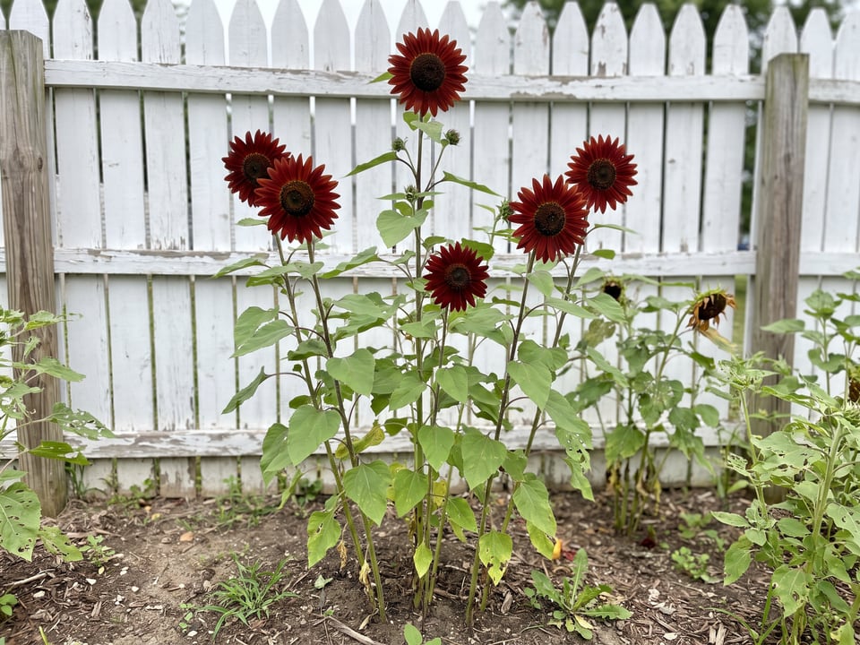 ProCut Red sunflower plants in bloom in a garden
