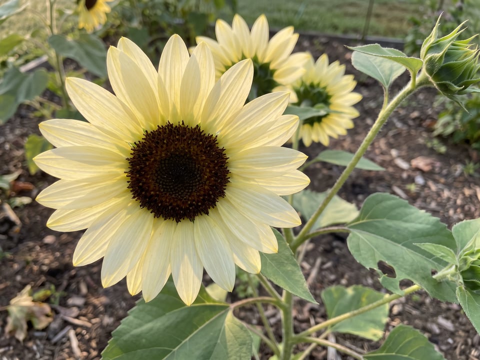A ProCut White Nite sunflower flower up close on the plant