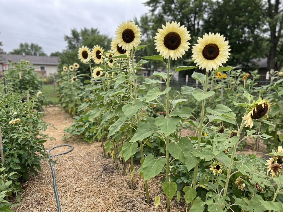 ProCut White Nite sunflower plants in bloom in a garden