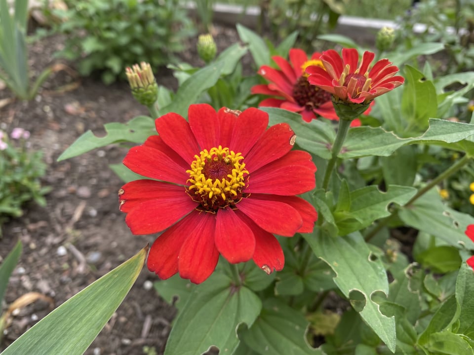 A Profusion zinnia flower up close on the plant