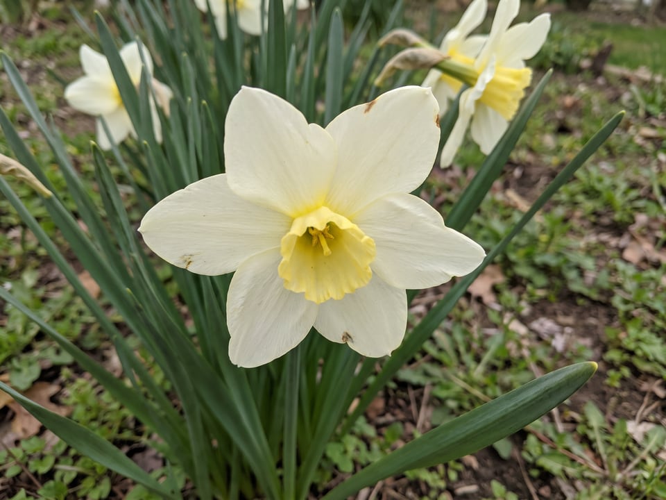 A Pueblo daffodil flower up close on the plant