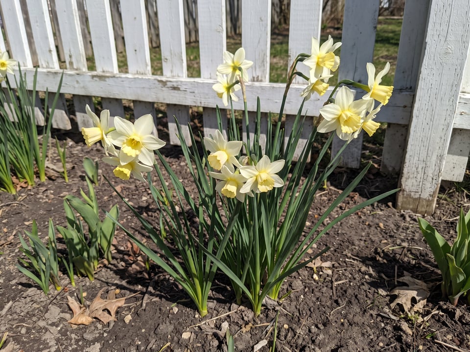 Pueblo daffodil plants in bloom in a garden