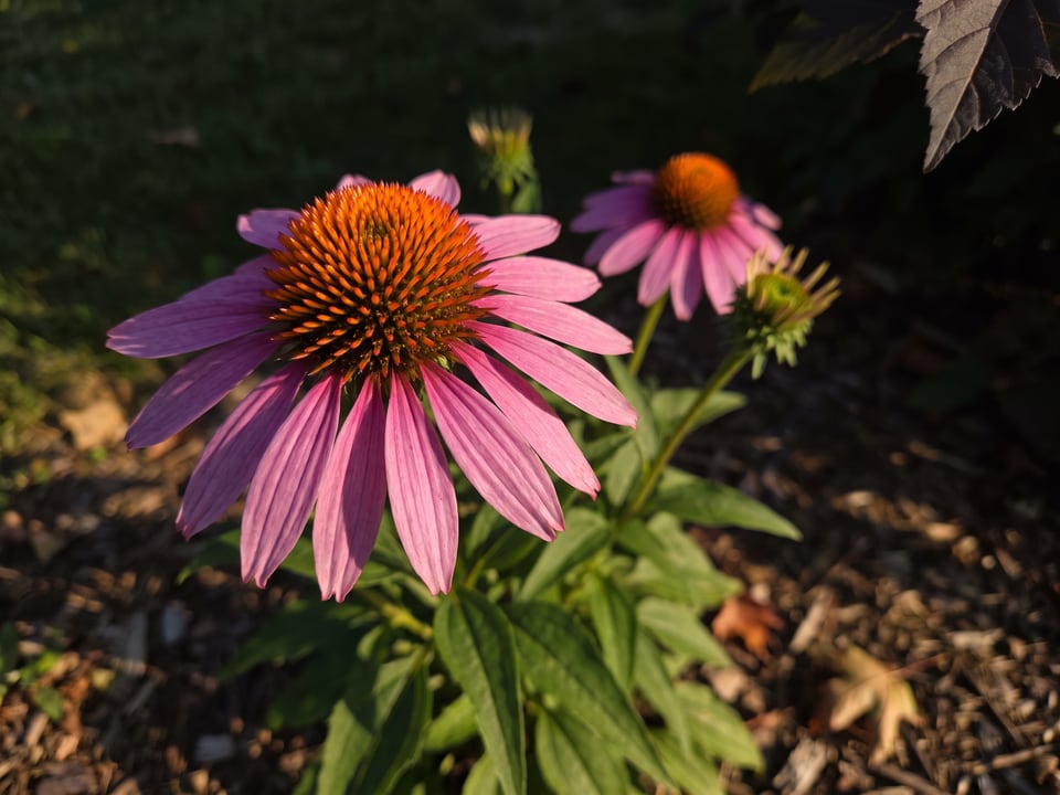 A Purple Coneflower coneflower flower up close on the plant