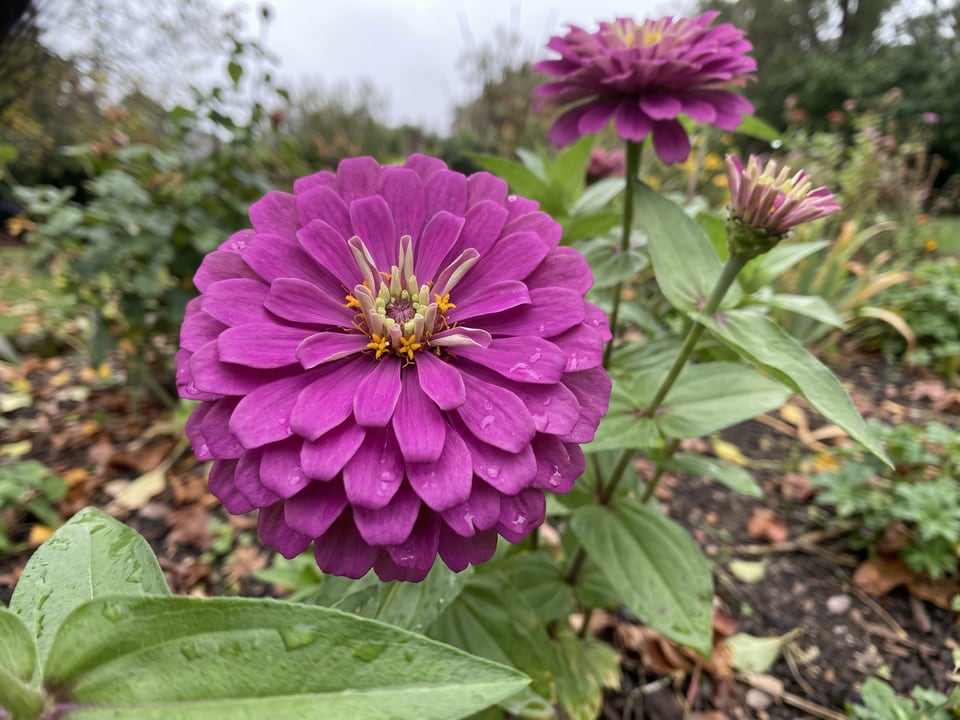 A Purple Prince zinnia flower up close on the plant