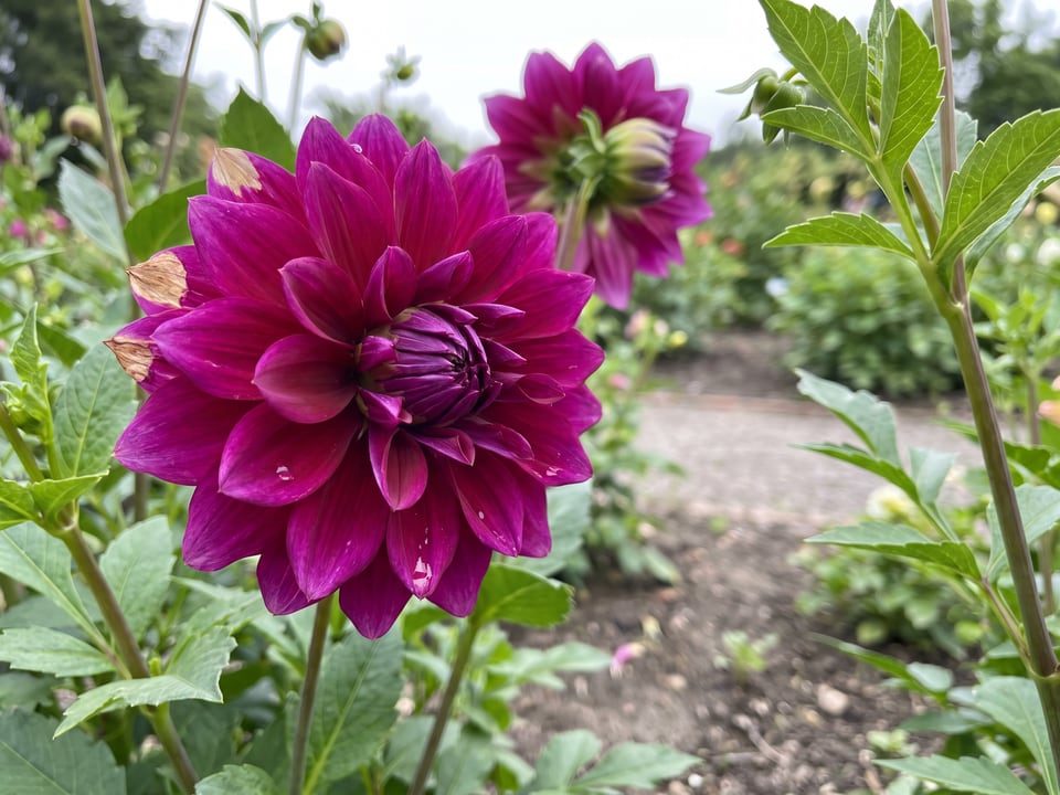 A Purple Taiheijo dahlia flower up close on the plant