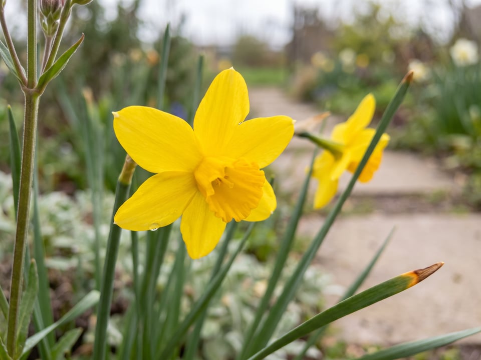 A Quail daffodil flower up close on the plant