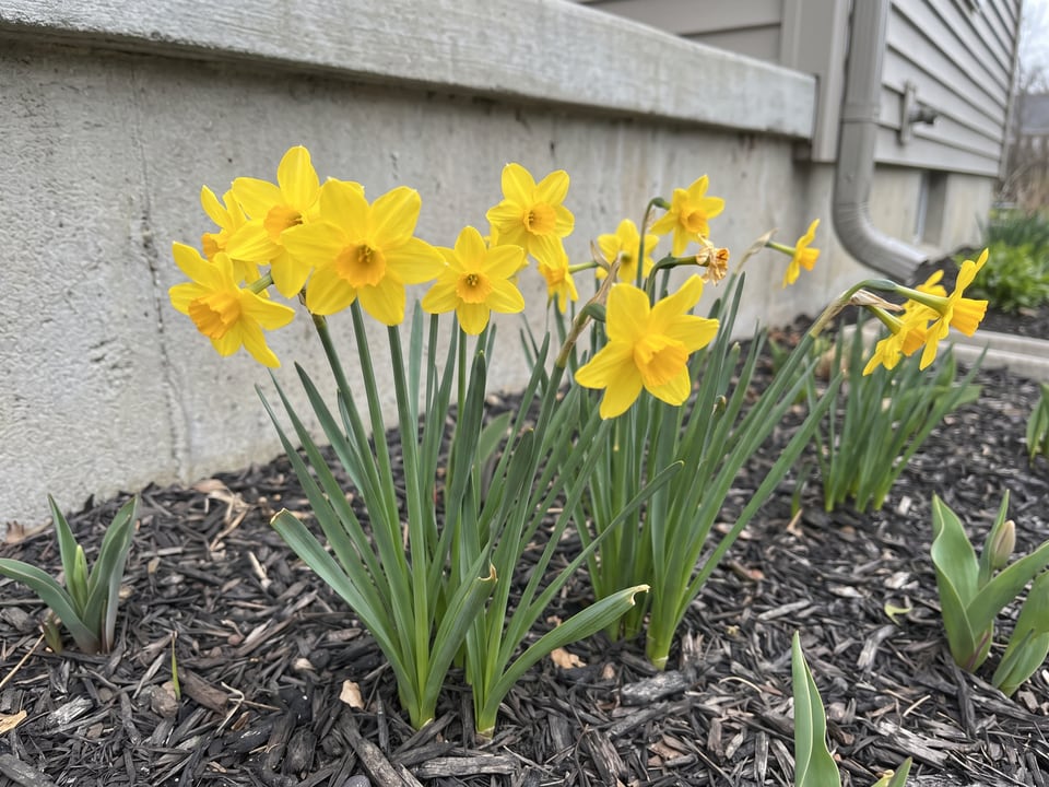 Quail daffodil plants in bloom in a garden