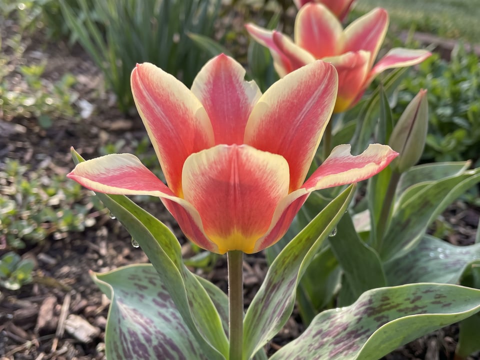 A Quebec tulip flower up close on the plant