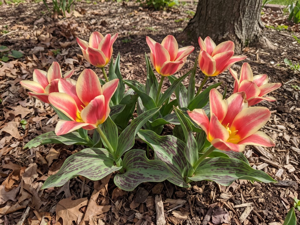 Quebec tulip plants in bloom in a garden