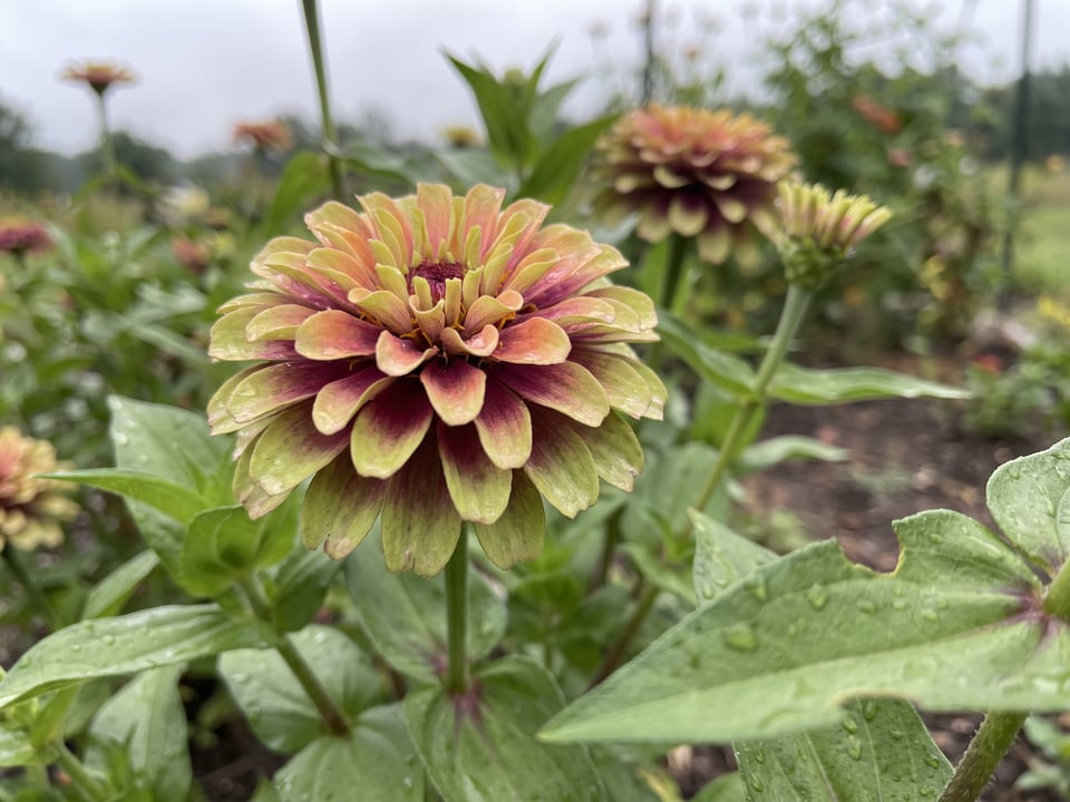 A Queen Lime zinnia flower up close on the plant