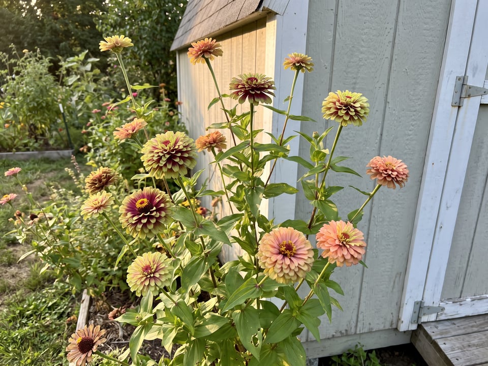 Queen Lime zinnia plants in bloom in a garden