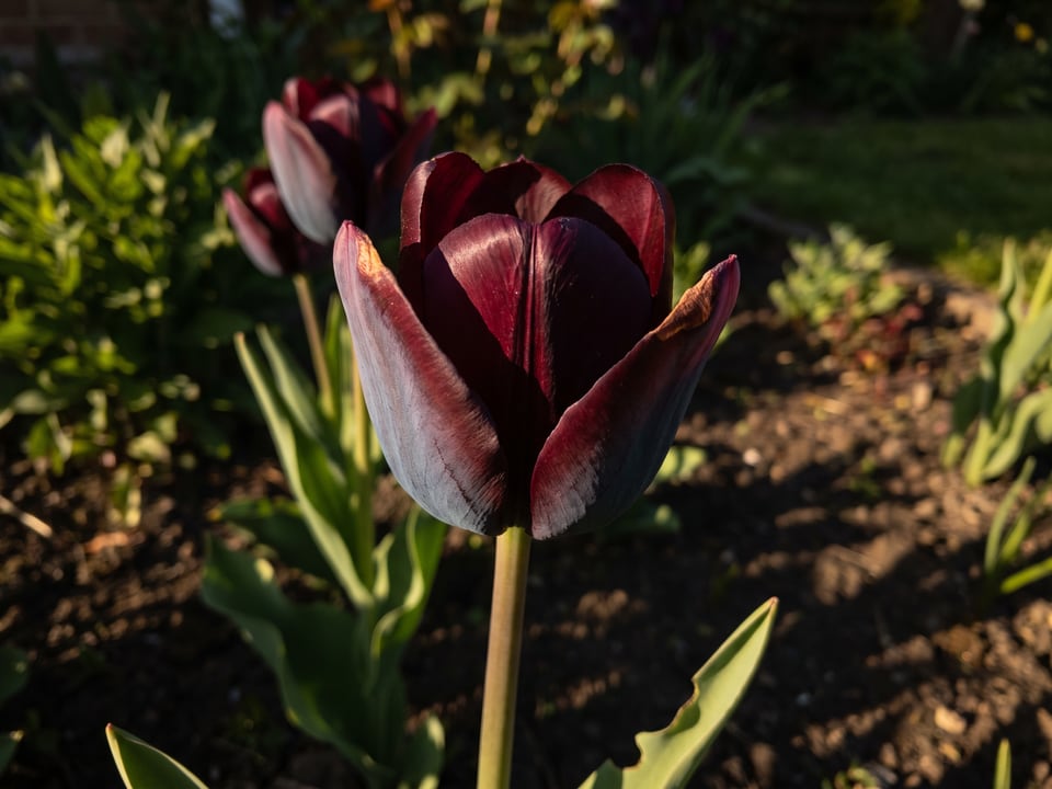 A Queen of Night tulip flower up close on the plant