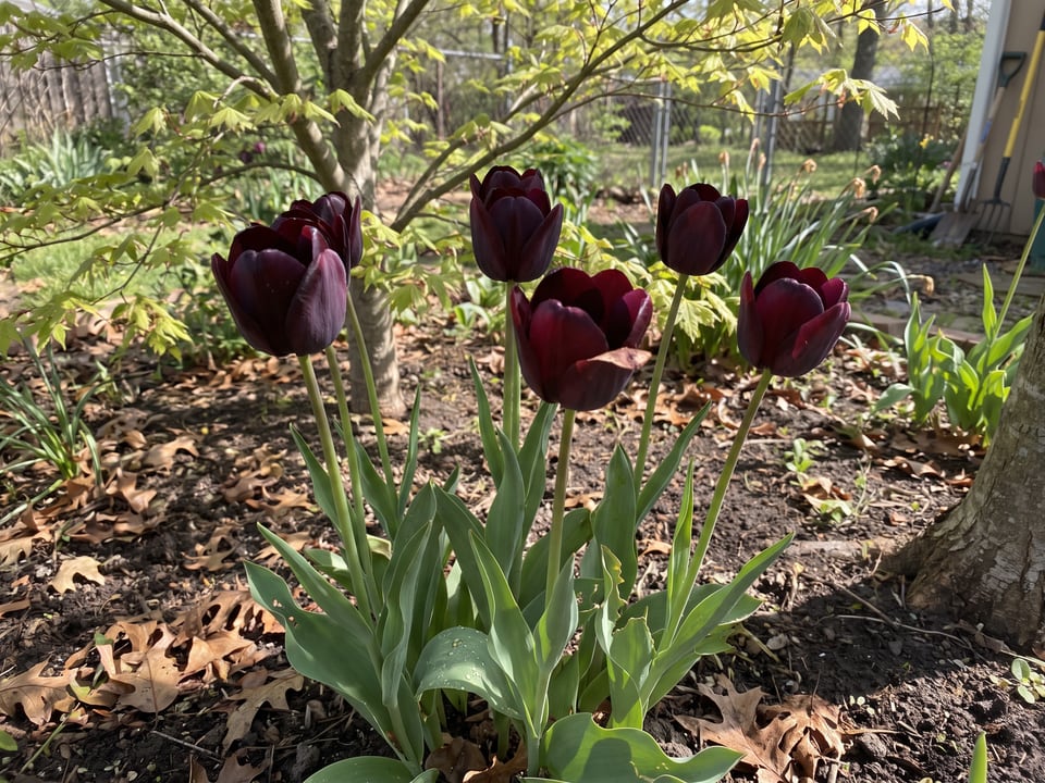Queen of Night tulip plants in bloom in a garden
