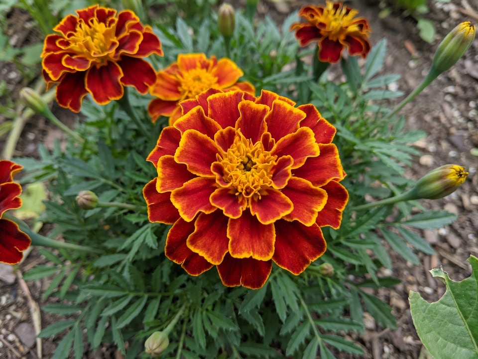 A Queen Sophia marigold flower up close on the plant