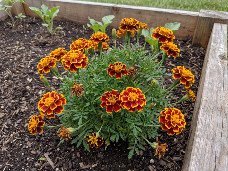 Queen Sophia marigold plants in bloom in a garden