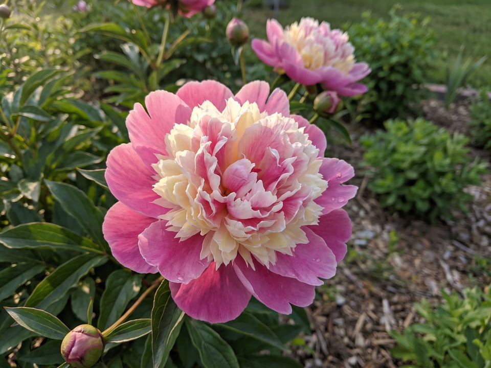 A Raspberry Sundae peony flower up close on the plant